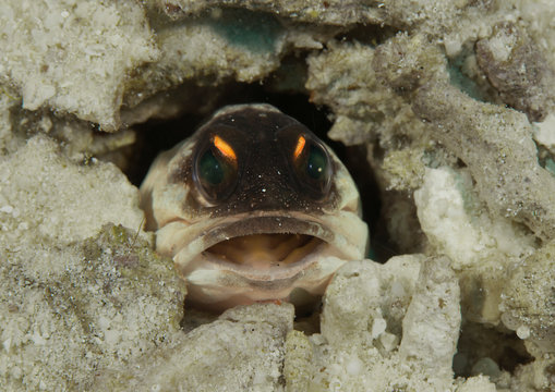 Spotfin Jawfish (Opistognathus sp) looking at me, Bali, Indonesia