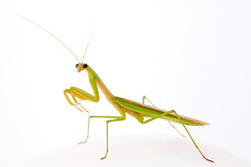 Mantis in white background