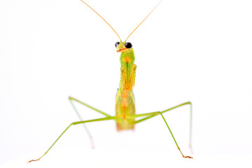 Mantis in white background