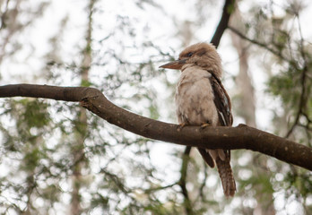 Beautiful portrait of Kookaburra - native Australian bird