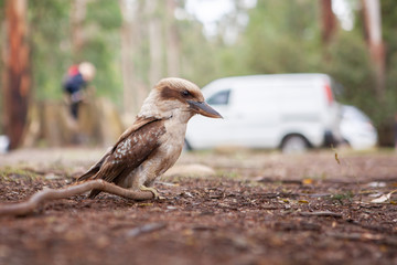 Kookaburra on the ground on blurred background closeup