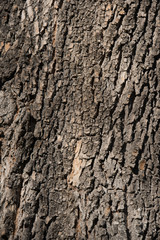 tree bark