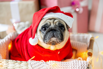 pug in santa costume sitting under christmas tree with gifts