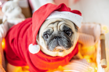 pug in santa costume sitting under christmas tree with gifts