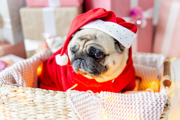 pug in santa costume sitting under christmas tree with gifts