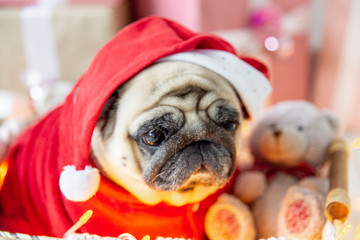 pug in santa costume sitting under christmas tree with gifts