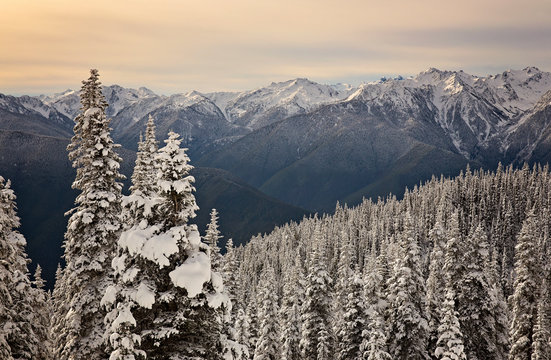 Frozen Winter Fun In The Olympic National Park In Washington State, Snow Covered Trees And Hills