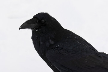 Single raven lonely sitting in the snow 