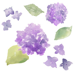 Watercolor Hydrangea Background