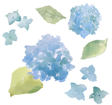 Watercolor Hydrangea Background