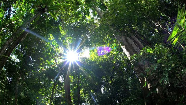 Sun flare through lush green tropical foliage of Daintree Rainforest National Park in Queensland Australia