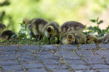 Young canadian geese
