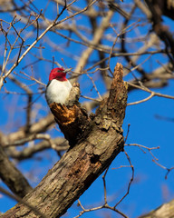 Red-headed woodpecker (Melanerpes erythrocephalus), Iowa, USA.