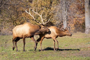 Naklejka na ściany i meble Mating Elks (Cervus canadensis), Iowa, USA