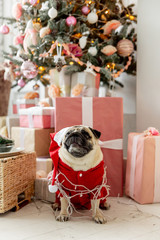 pug in santa costume sitting under christmas tree with gifts