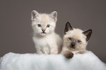 Two siamese kittens