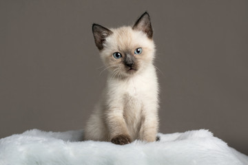 single siamese kitten © Serena