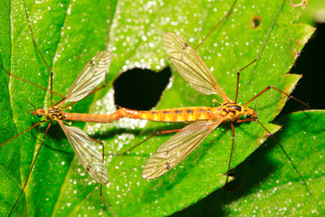 mosquitoes insects mating on green leaf