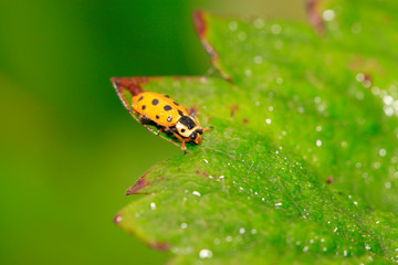 Ladybug