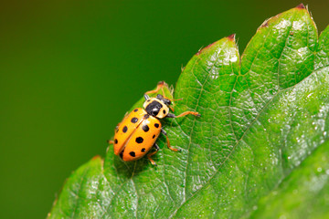 Ladybug