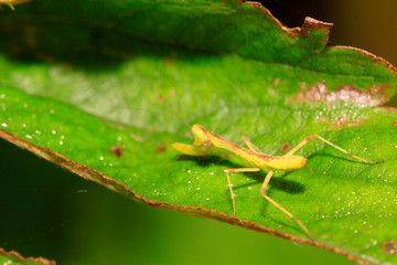mantis perched on the leaves