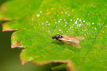 ant with wings on green leaf