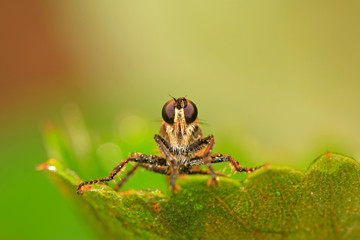 tabanidae insect prey on aphids