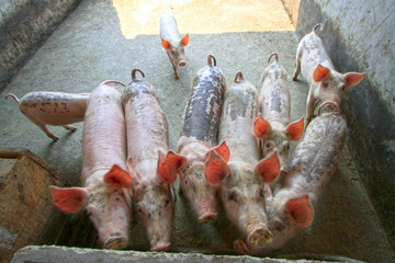 pigs in the farm