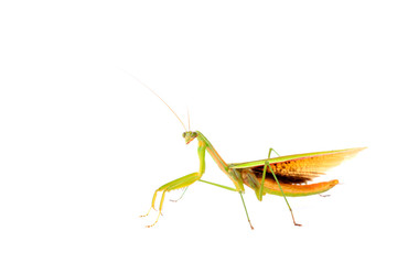Mantis in white background
