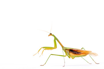 Mantis in white background
