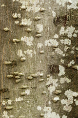 tree bark texture with white dots and tiny knurls