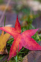 single red maple leaf on damped green grasses