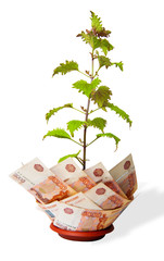 Money tree. Bush grows from money. Money from different countries. Cost concept on white background.