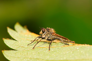 tabanidae insect prey on aphids