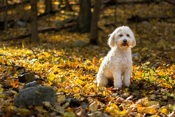 Happy dog sitting in sunshine in the woods covered by leaves