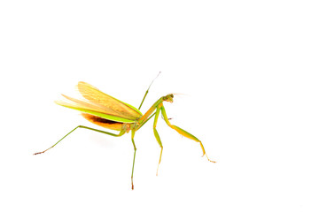 Mantis in white background