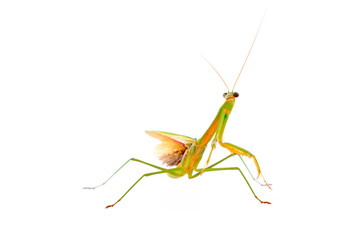 Mantis in white background