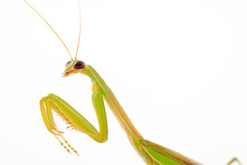 Mantis in white background