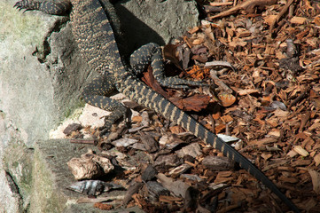 Sydney Australia, hind legs and tail of a monitor lizard sun baking by garden 