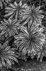 High Contrast Black and White Rendition of Leaves