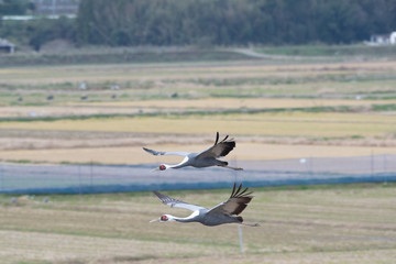 White-naped cranes flying in Izumi city, Kagoshima prefecture, Japan.