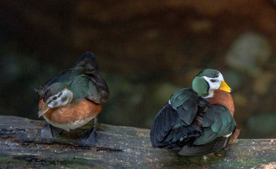 Green, White, and Orange Plumage on a Pair of Pygmy Geese on a Branch