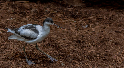 Earth Toned Plumage on a Pied Avocet Bird Foraging