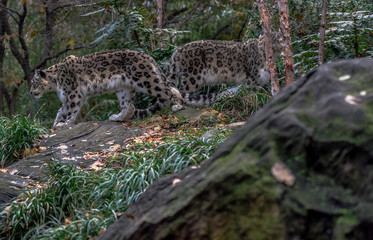 Iconic Spots on a Pair of Snow Leopards in a Field