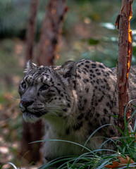 Iconic Spots on a Snow Leopard  in a Field