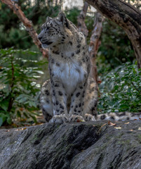Naklejka na ściany i meble Iconic Spots on a Snow Leopard in a Field