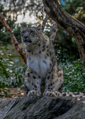 Fototapeta na wymiar Iconic Spots on a Snow Leopard in a Field
