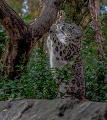 Iconic Spots on a Snow Leopard Reaching Into a Tree 