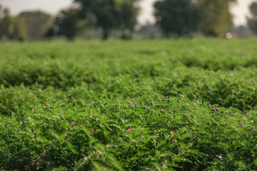 Fresh Green Chickpeas field , Chick peas also known as harbara or harbhara in hindi and Cicer is scientific name,