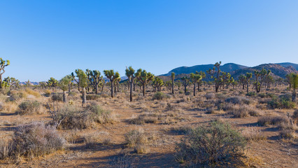 Joshua Tree National Park panorama of Joshua trees and mountain chain on horizon. Sparse vegetation on desert plains dotted with Joshua trees and yucca palms.